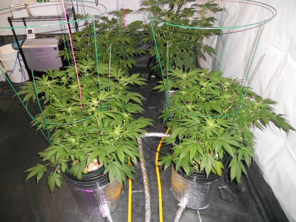 G13_Day24f.jpg
