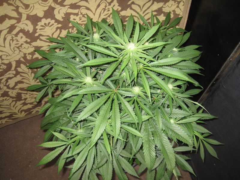 Q2_Bushy_top.jpg