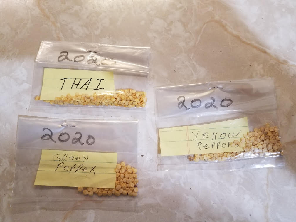 pepperseeds2020.jpg