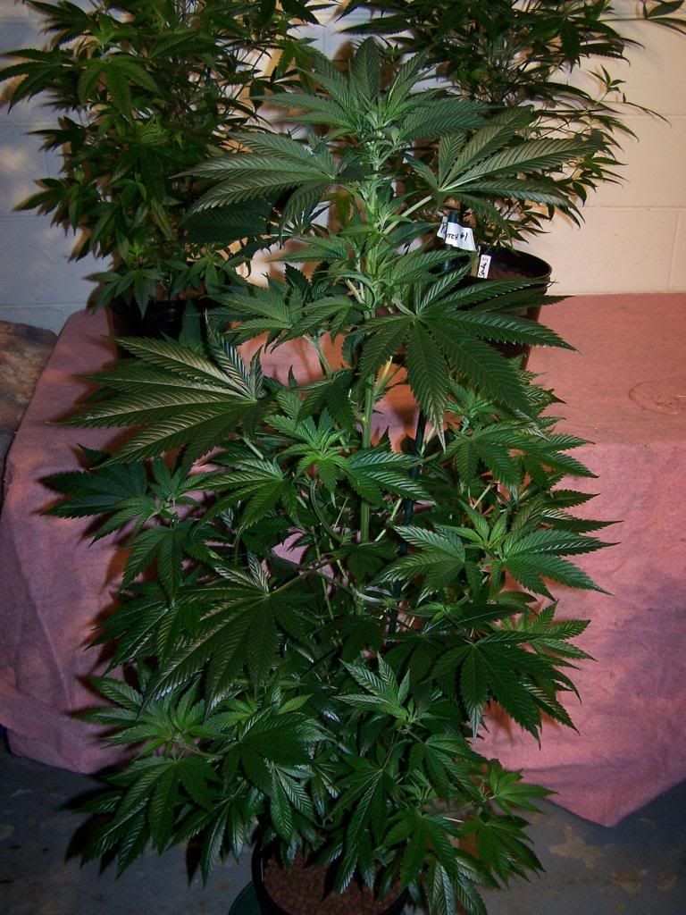 KarmaBitchpick_zps51b47f13.jpg