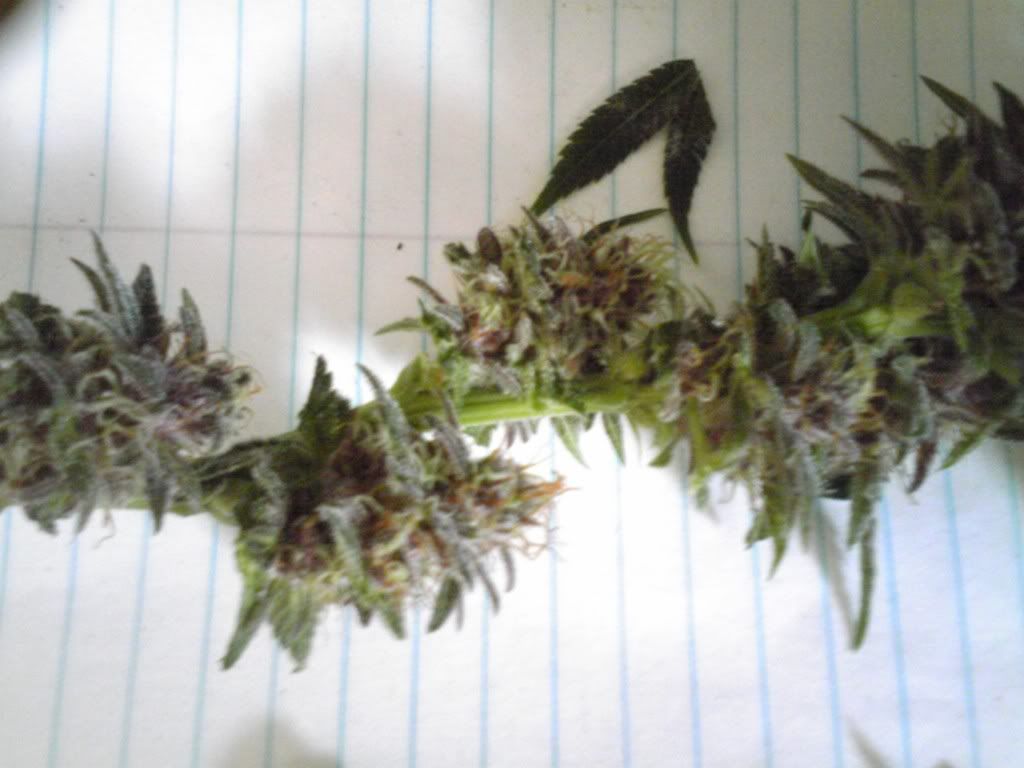 IMG00060.jpg