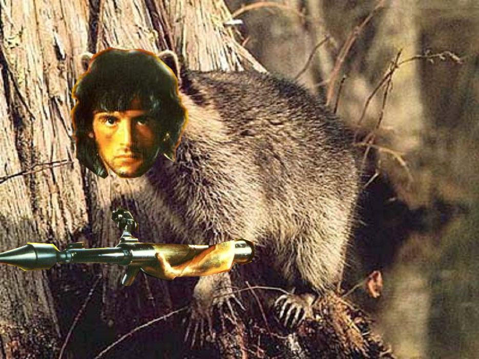 Rambo_Raccoon.jpg