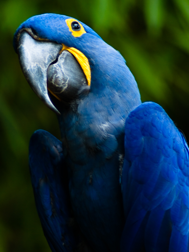 Hyacinth_Macaw.jpg