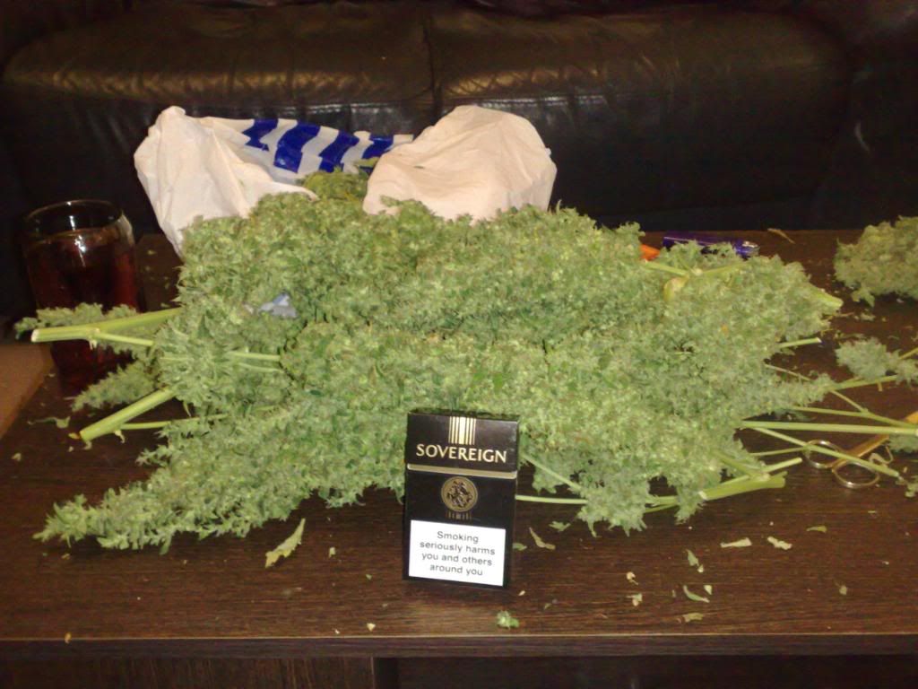 trim027.jpg