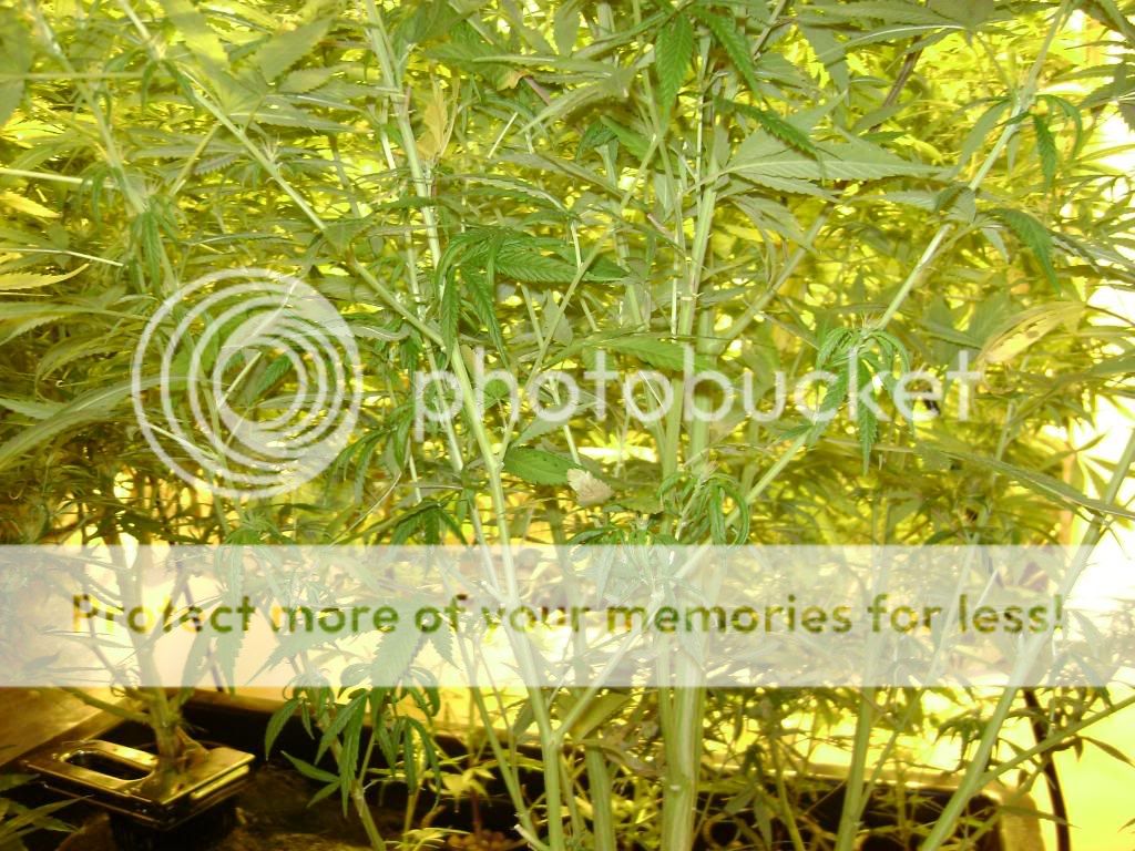 plantproblems056.jpg