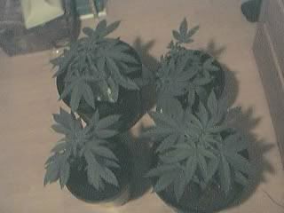 week5vegfromseed.jpg