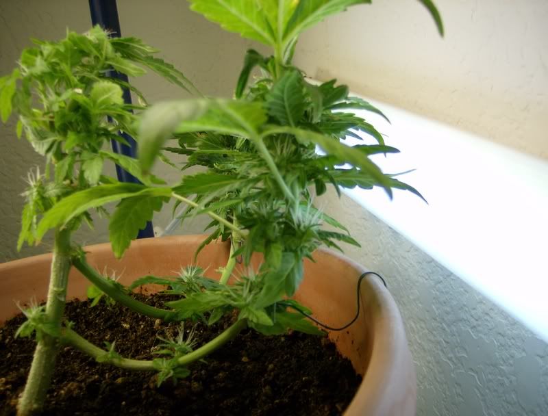 plant2.jpg