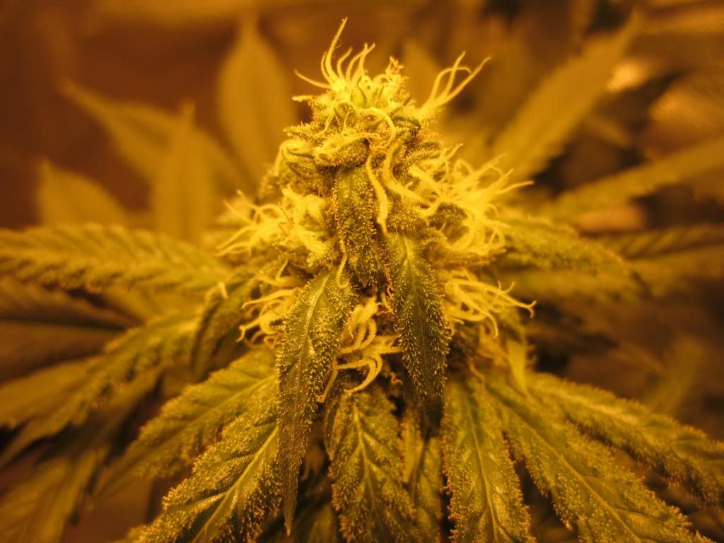OG1_zpsc74ea343.jpg