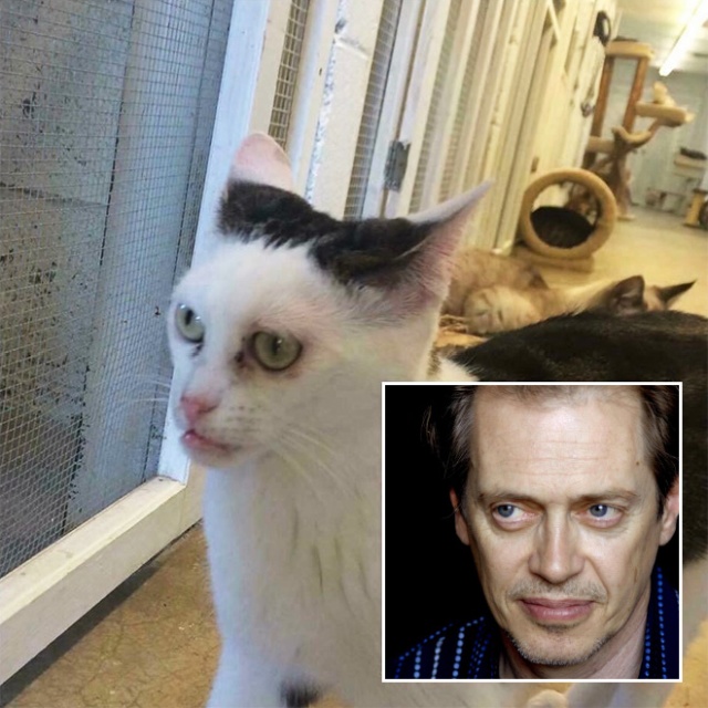 steve_buscemi_cat_01.jpg