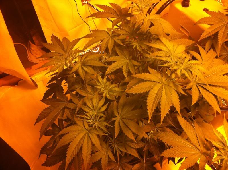 plant1hps.jpg