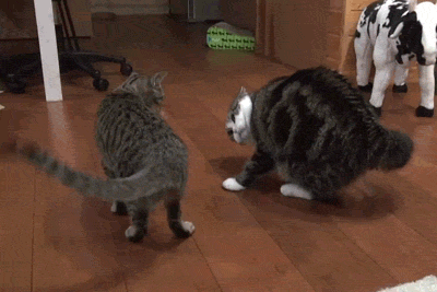 tumblr_n0kl0tAQbh1qhbo1ko1_400.gif