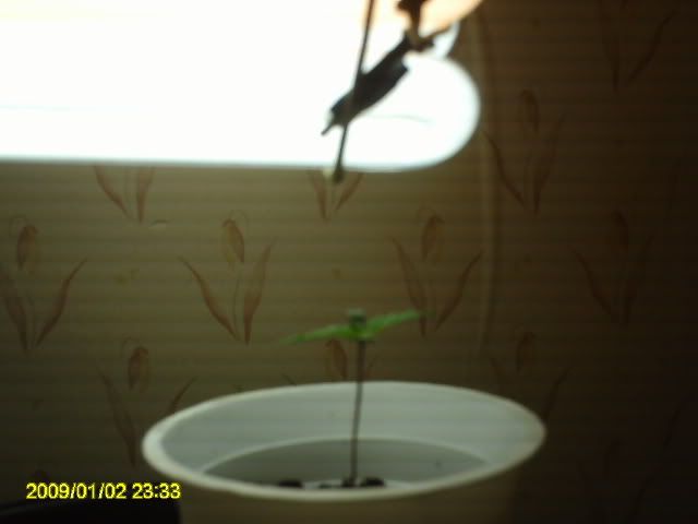 PICT0017.jpg