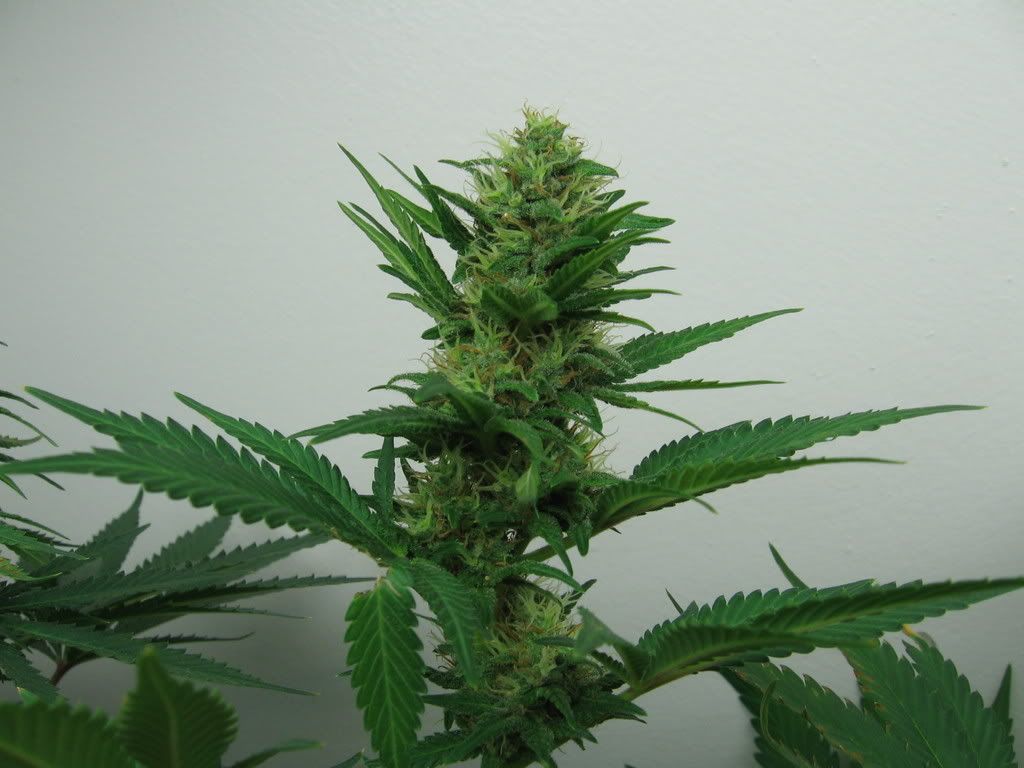 Cindy99293.jpg