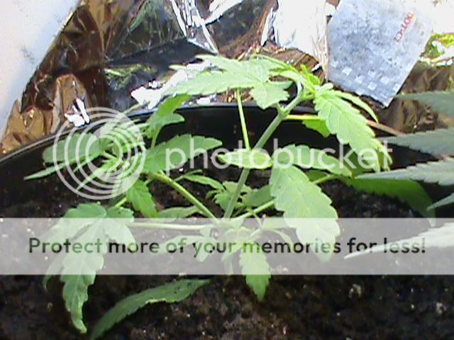 DSC03175.jpg