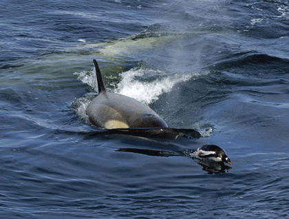 Rebecka2010-11_clip_image001.gif