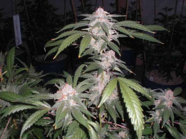 CIMG3646_zps005775fa.jpg