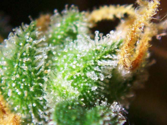 www.greencultured.co