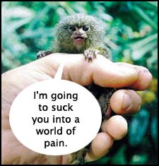 marmoset.jpg