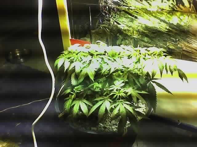 HPSflowerday1.jpg