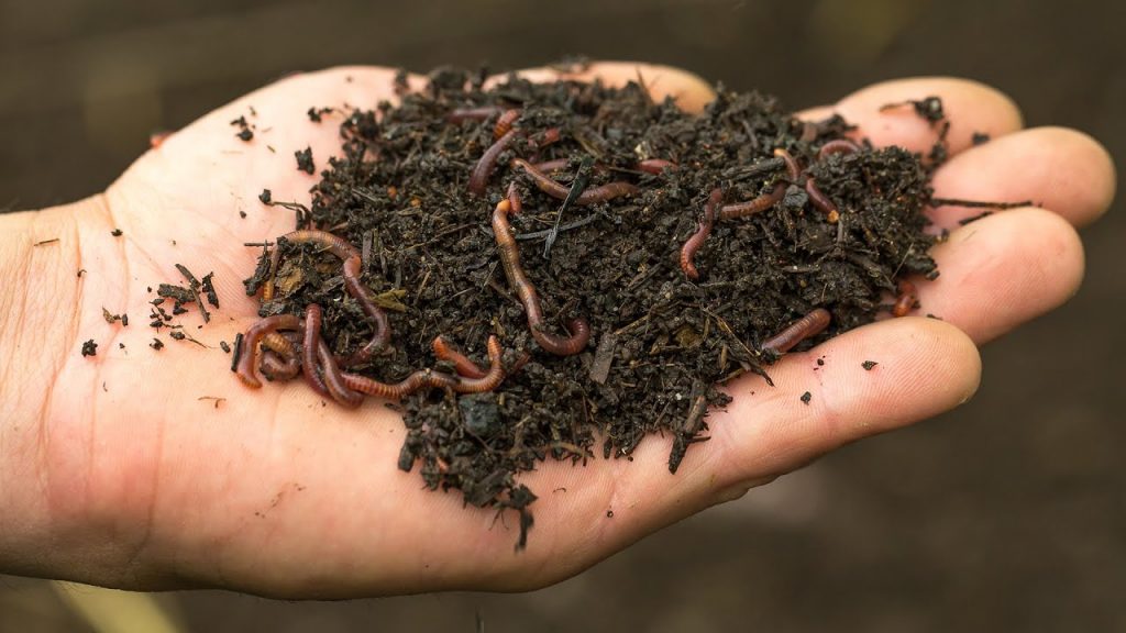 www.wormfarmingsecrets.com