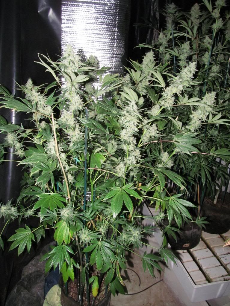 braincandy2_zps3d3b1243.jpg