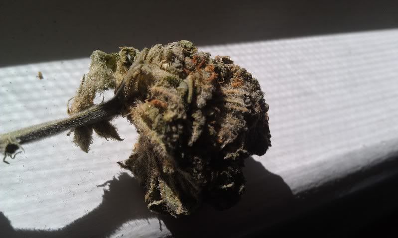 IMAG0196.jpg