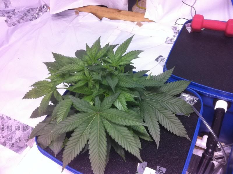 plant11.jpg