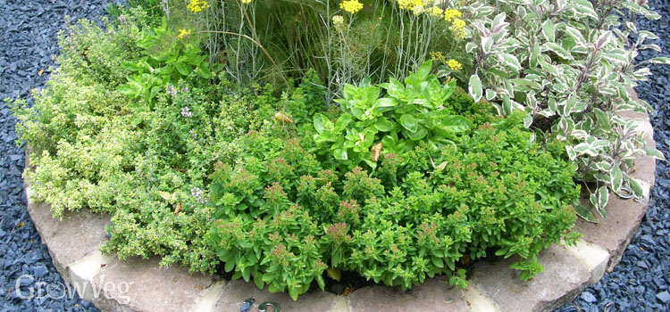 Wow Your Neighbors With Front Garden Herbs