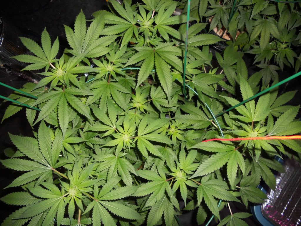 G13B3_Day24f.jpg