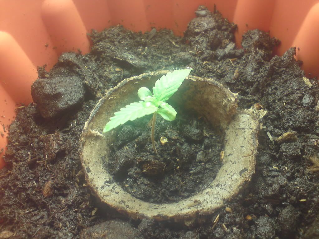 Plant2Day8.jpg