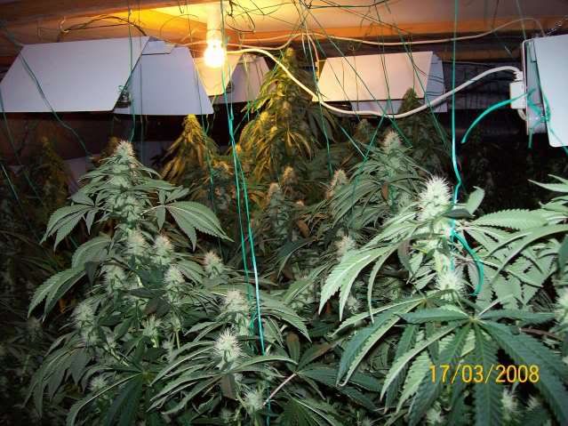 Plants103.jpg