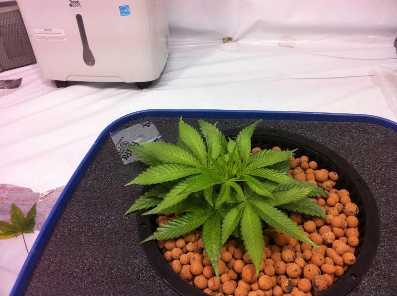 plant22.jpg