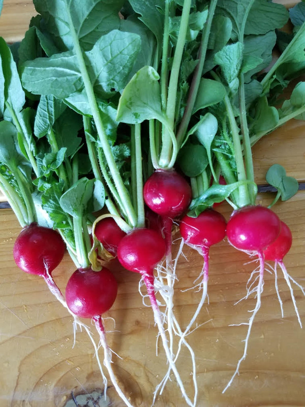 radishes51.jpg