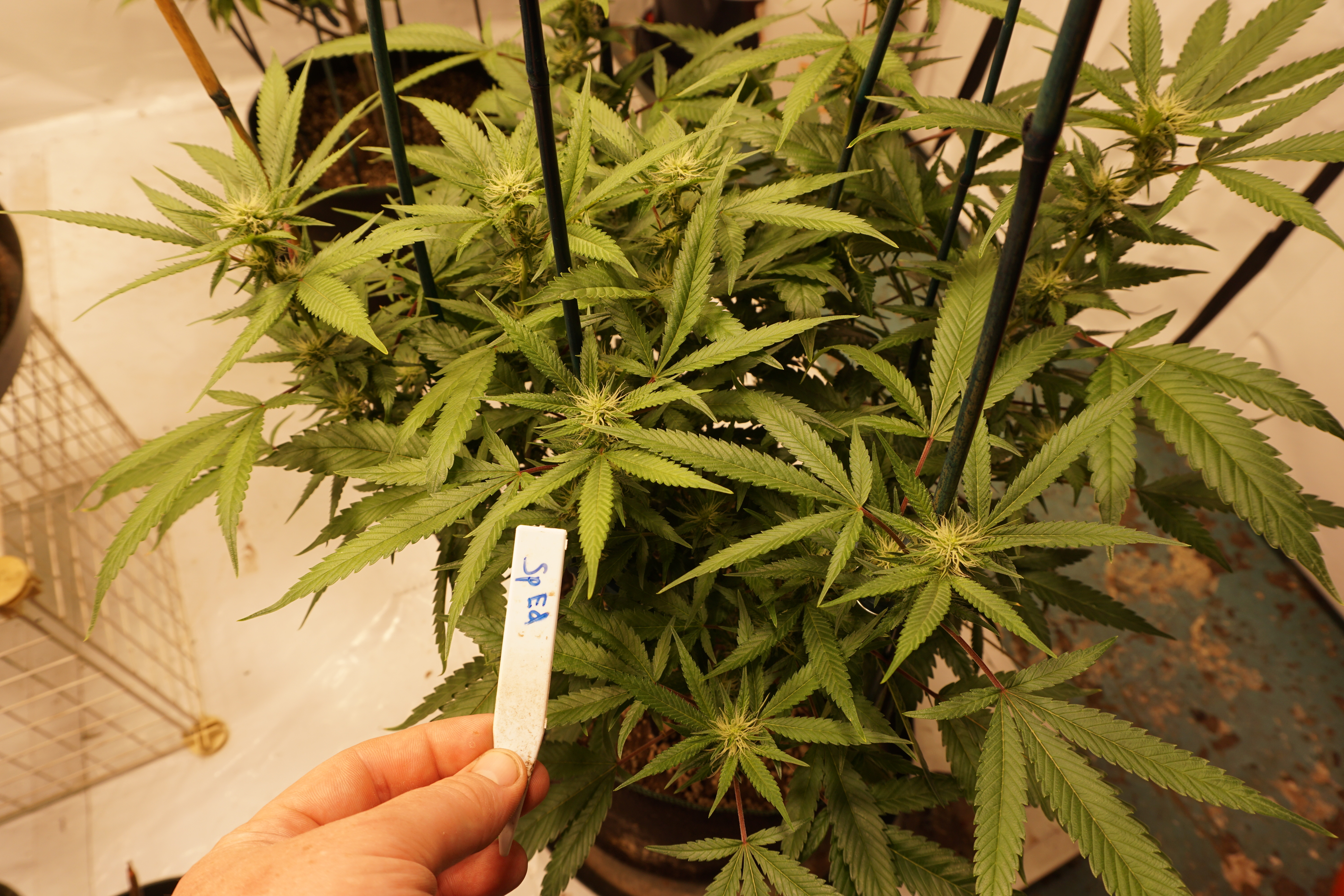 9Nz9X1L.jpg