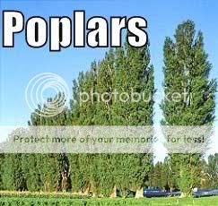 poplars.jpg