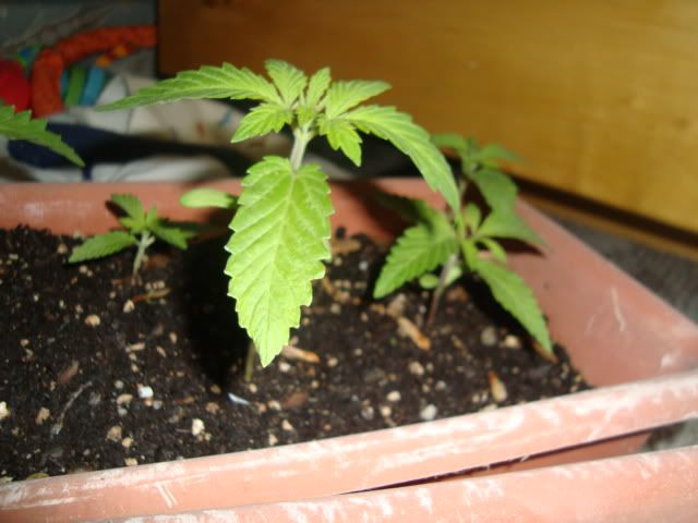 DSC00894.jpg