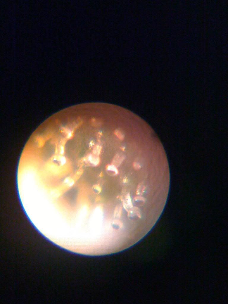 tricromes60x100x005.jpg