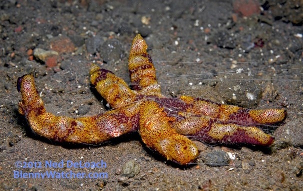 Blog-Ned-DeLoach-sea-star-with-ctenophoresjpg.jpg