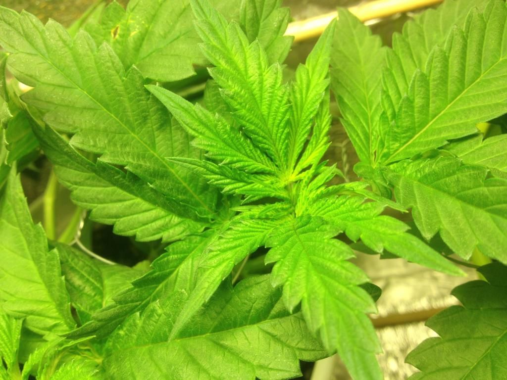 kush3.jpg