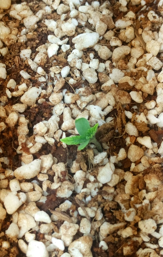 plant11.jpg