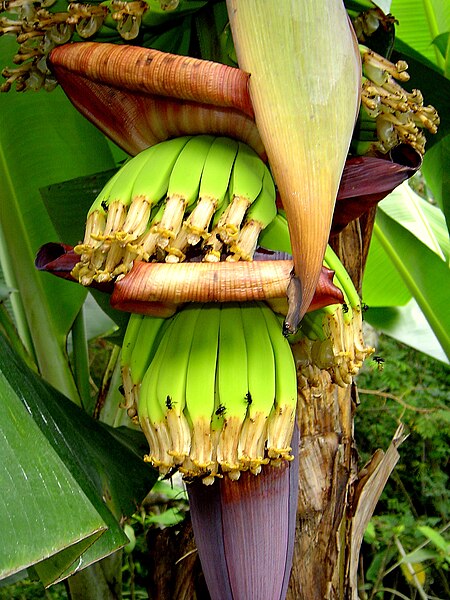 450px-Bananenblüte.JPG