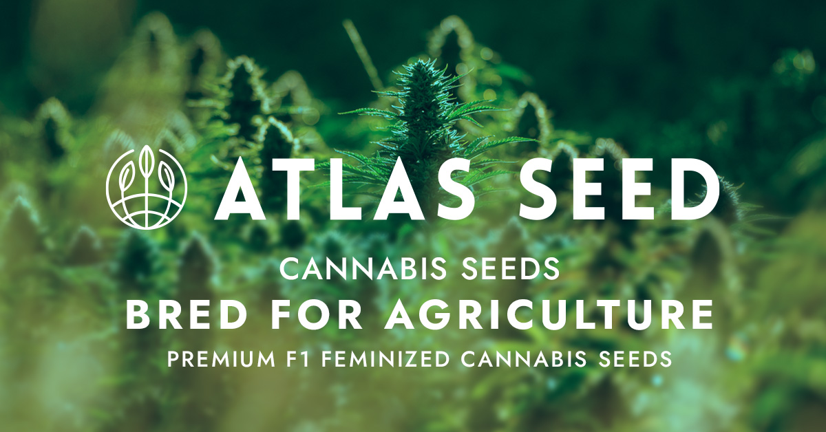 atlasseed.com