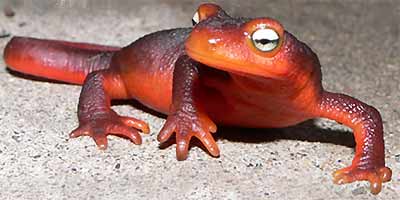 newt-cal.jpg