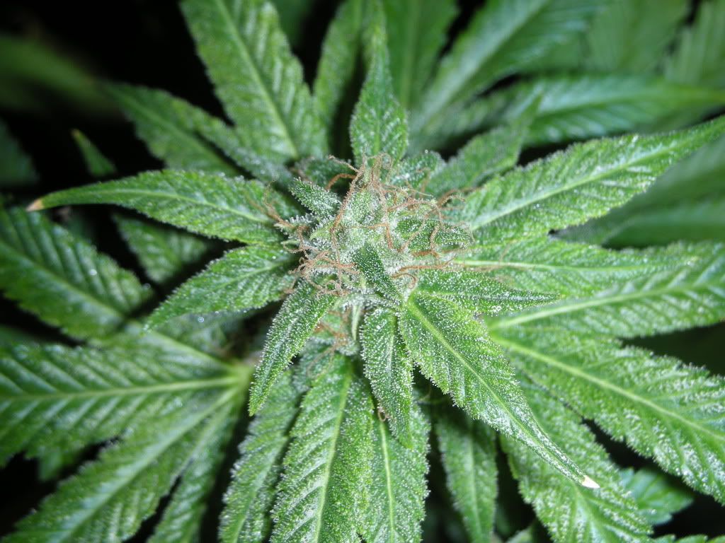 DSCN3014.jpg