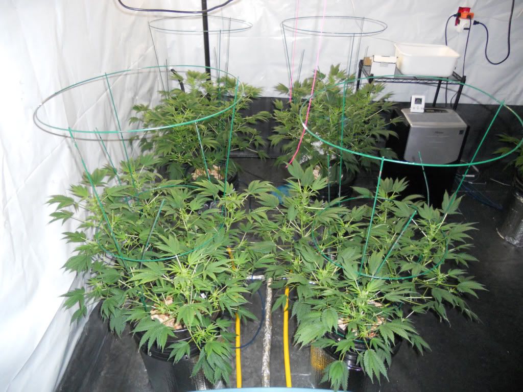 ES_Day17f.jpg
