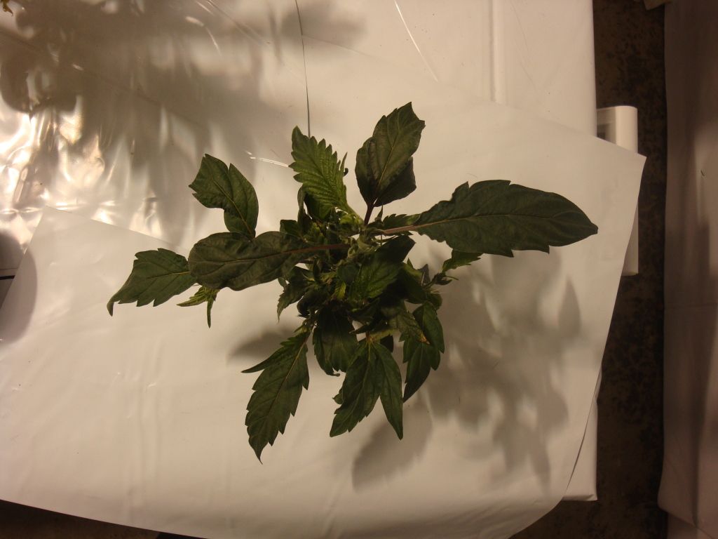 DSC04196.jpg