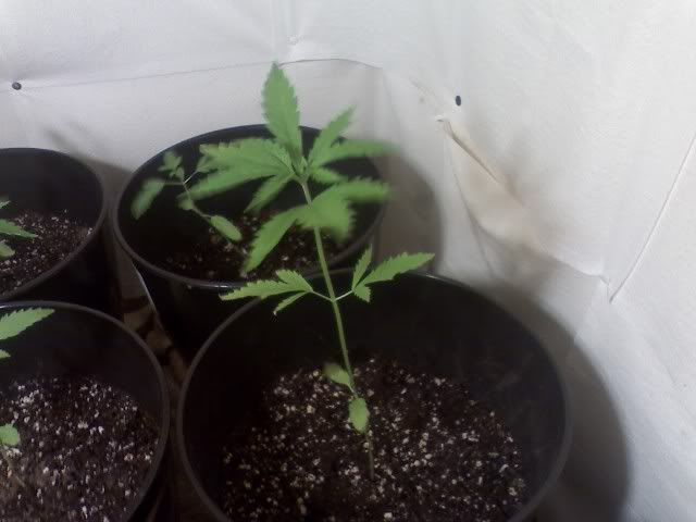 singleplant2.jpg