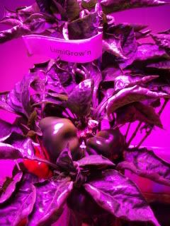 peppers2.jpg
