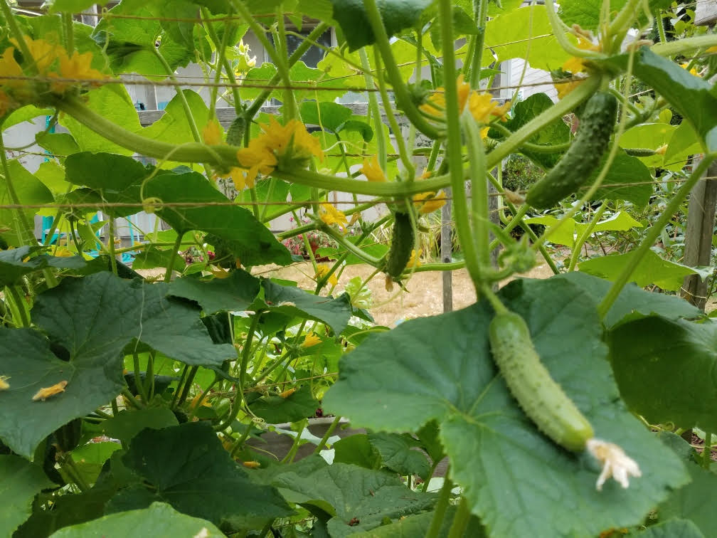 829cucumbers.jpg