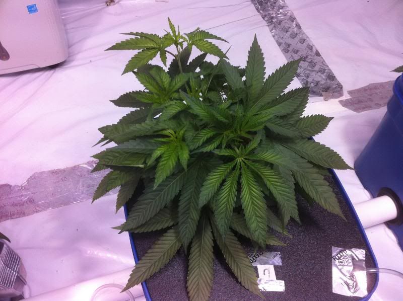 plant2-3.jpg